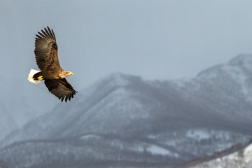 White-tailed eagle flying in front of winter mountains scenery in Hokkaido, Bird silhouette....