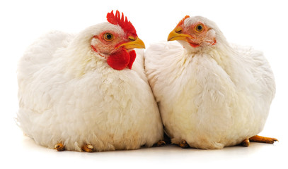 Cock and hen.