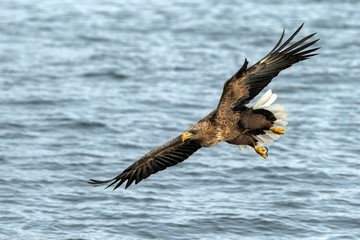 White-tailed eagle in flight hunting fish from sea,Hokkaido, Japan, Haliaeetus albicilla, majestic sea eagle with big claws aiming to catch fish from water surface, wildlife scene,birding  in Asia