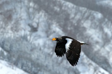 Steller's sea eagle flying in front of winter mountains scenery in Hokkaido, Bird silhouette. Beautiful nature scenery in winter. Mountain covered by snow, birding in Asia, wallpaper,Japan