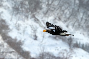 Steller's sea eagle flying in front of winter mountains scenery in Hokkaido, Bird silhouette. Beautiful nature scenery in winter. Mountain covered by snow, birding in Asia, wallpaper,Japan