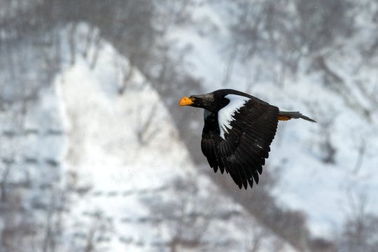 Steller's sea eagle flying in front of winter mountains scenery in Hokkaido, Bird silhouette. Beautiful nature scenery in winter. Mountain covered by snow, birding in Asia, wallpaper,Japan