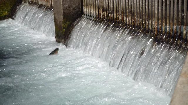 Juvenile rainbow trout attempt to swim upstream in a hatchery pool, but are blocked by metal bars.