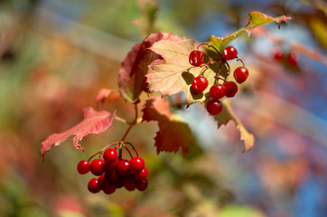 ripe viburnum