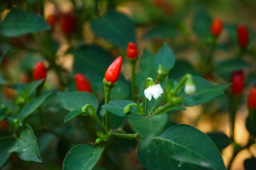 Chili Pflanze - Nahaufnahme Bl&uuml;te