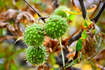 Beautiful chestnuts in the autumn city park.
