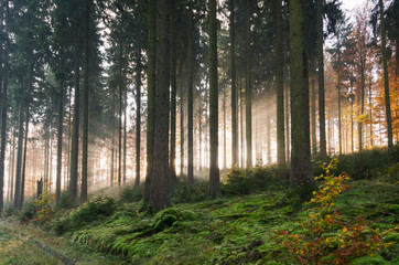 Sunbeams in an autumn forest on a foggy morning, Germany
