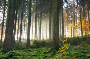 Obraz premium Sunbeams in an autumn forest on a foggy morning, Germany