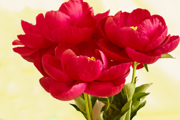 Red peonies