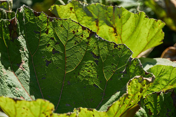 Gro&szlig;es gr&uuml;nes Blatt im Sonnenlicht