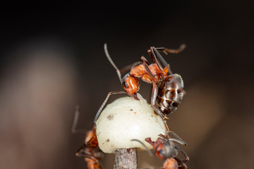 big red forest ant in natural habitat