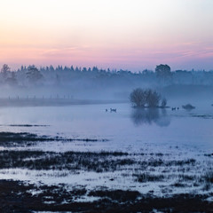 Sunrise near a pond in mastbos, The Netherlands