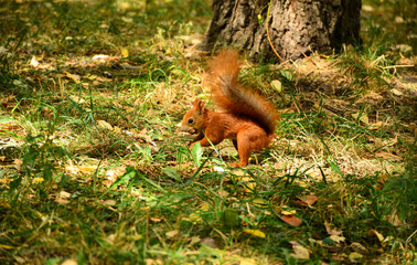  Little red squirrel in a city park.