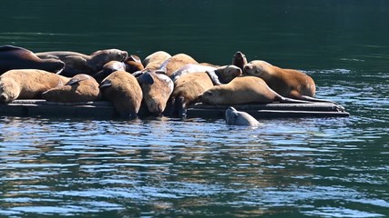 Sea lions