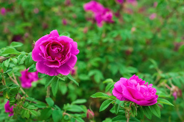 Bright pink roses with buds on a background of a green bush after rain. Beautiful pink roses in the summer garden. Background with many pink summer flowers.