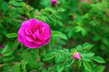 Bright pink roses with buds on a background of a green bush after rain. Beautiful pink roses in the summer garden. Background with many pink summer flowers.