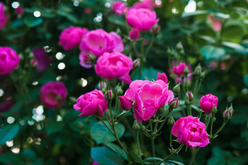 Bright pink roses with buds on a background of a green bush after rain. Beautiful pink roses in the summer garden. Background with many pink summer flowers.
