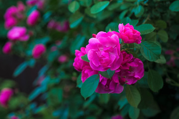 Bright pink roses with buds on a background of a green bush after rain. Beautiful pink roses in the summer garden. Background with many pink summer flowers.