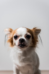 chihuahua on white background