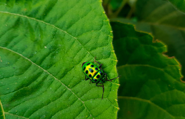 One Beautiful Jewel Bug on a green leaf