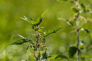 Brennesel in Wiese blühend