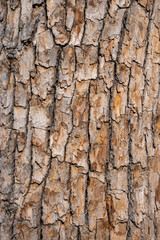 High resolution tree bark texture 