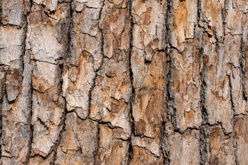 Obraz premium High resolution tree bark texture 