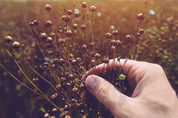 Farmer examining flax plant