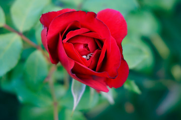 A small spider hiding in red a rose blossom