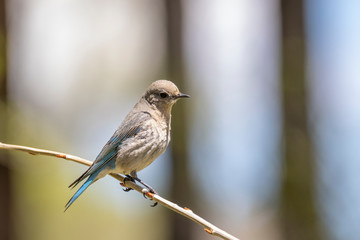 Female Mountain Bluebird
