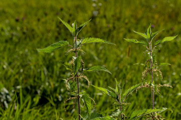 Brennesel in Wiese blühend