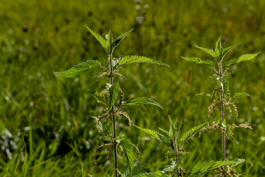 Brennesel in Wiese bl&uuml;hend