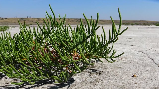 Salicornia europaea, known as common glasswort or just glasswort, is a halophytic annual dicot which grows in various zones of intertidal salt marshes. Kuyalnik Estuary, Ukraine
