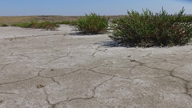 Salicornia europaea, known as common glasswort or just glasswort, is a halophytic annual dicot which grows in various zones of intertidal salt marshes. Kuyalnik Estuary, Ukraine