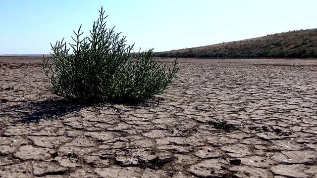 Salicornia europaea, known as common glasswort or just glasswort, is a halophytic annual dicot which grows in various zones of intertidal salt marshes. Kuyalnik Estuary, Ukraine