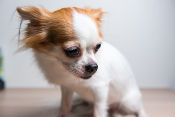 Sadly Chihuahua sit in front of white background