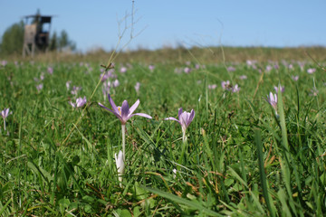 Herbstzeitlose . Colchicum autumnale . Autumn Crocus