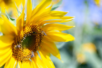 Pszczoła leci do kwiatu słonecznika