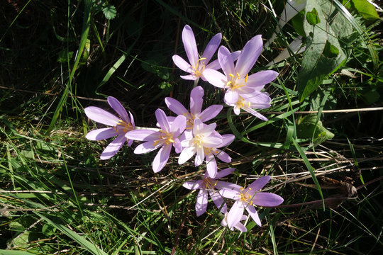 Herbstzeitlose . Colchicum autumnale . Autumn Crocus
