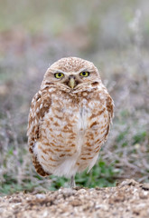 Burrowing Owl