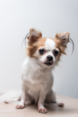 chihuahua in front of white background with copy space