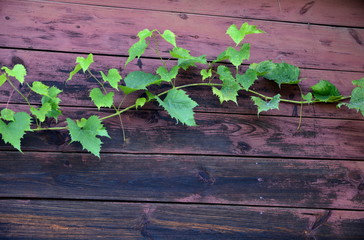 pęd winogrona na tle starej ściany