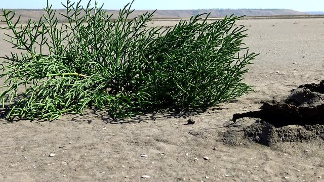 Salicornia europaea, known as common glasswort or just glasswort, is a halophytic annual dicot which grows in various zones of intertidal salt marshes. Kuyalnik Estuary, Ukraine