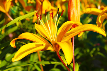 Beautiful yellow lily flower. Close-up. Background. Scenery.