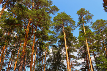 Beautiful tall pines. Close-up. Background. Scenery.