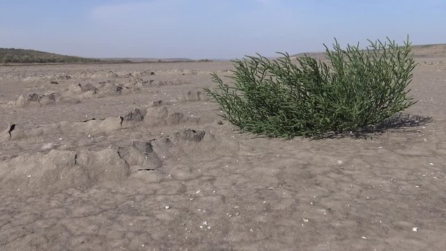 Salicornia europaea, known as common glasswort or just glasswort, is a halophytic annual dicot which grows in various zones of intertidal salt marshes. Kuyalnik Estuary, Ukraine