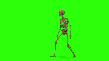 Dancing skeletons on a green screen background. Halloween concept.