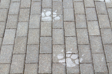 Paving stones. Vertical view. Top view. Tiger tracks on the road. Close-up. Background. Texture.