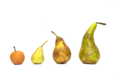 Organic fresh pears of different kinds and sizes in line isolated on white background. Varieties of pears: Nashi or asian pear, Bartlett, Bosc...