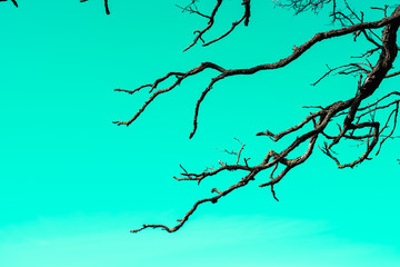 Dry tree branches on sky background halloween